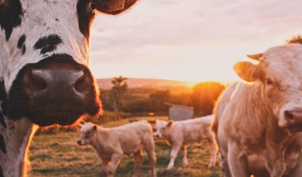 Improved Livestock Production Systems (ASLIPS-Zim)